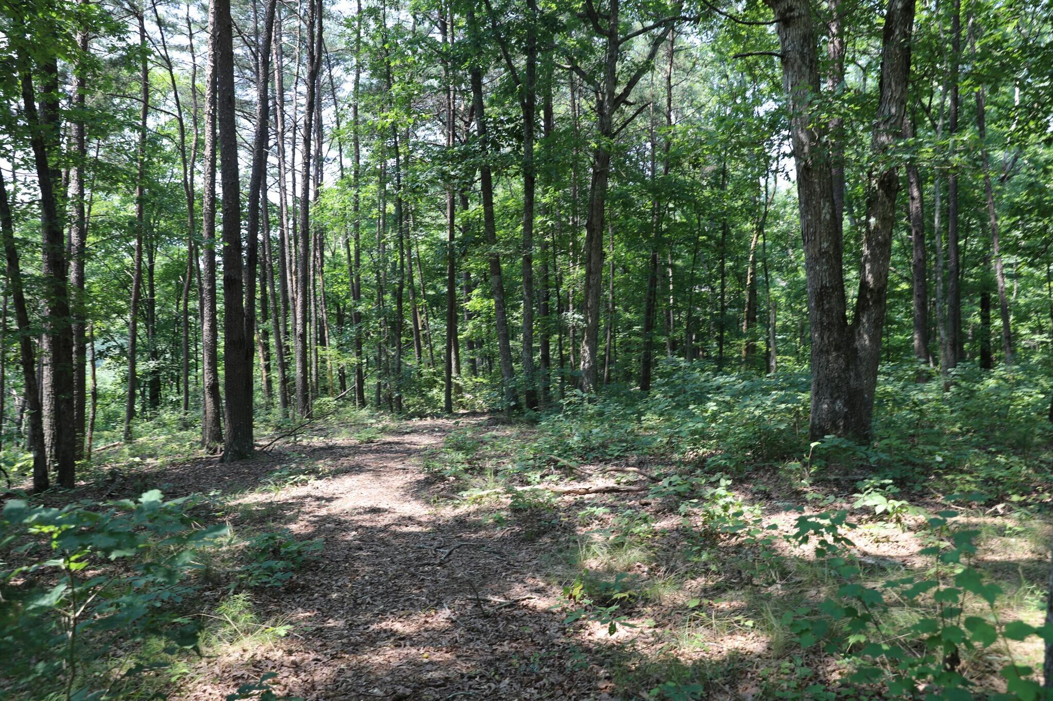0 Monteagle Falls Road, Unit 53 Monteagle, TN 37356 - Photo 42 of 45 40