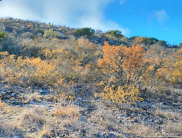 a view of a dry yard with lots of bushes