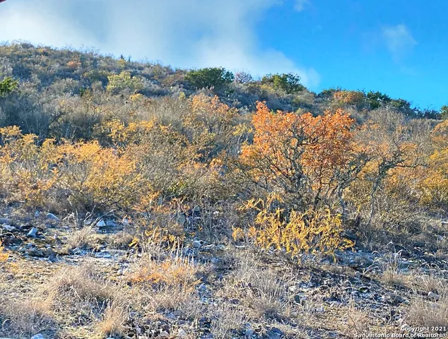 a view of a dry yard with lots of bushes