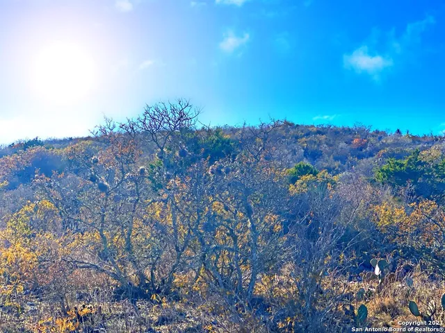 a view of a bunch of trees in a field