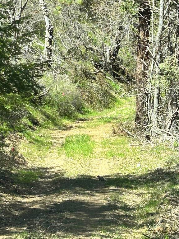 0 Klamth River Road Yreka, CA 96097 - Photo 4 of 23 Gallery Image 4