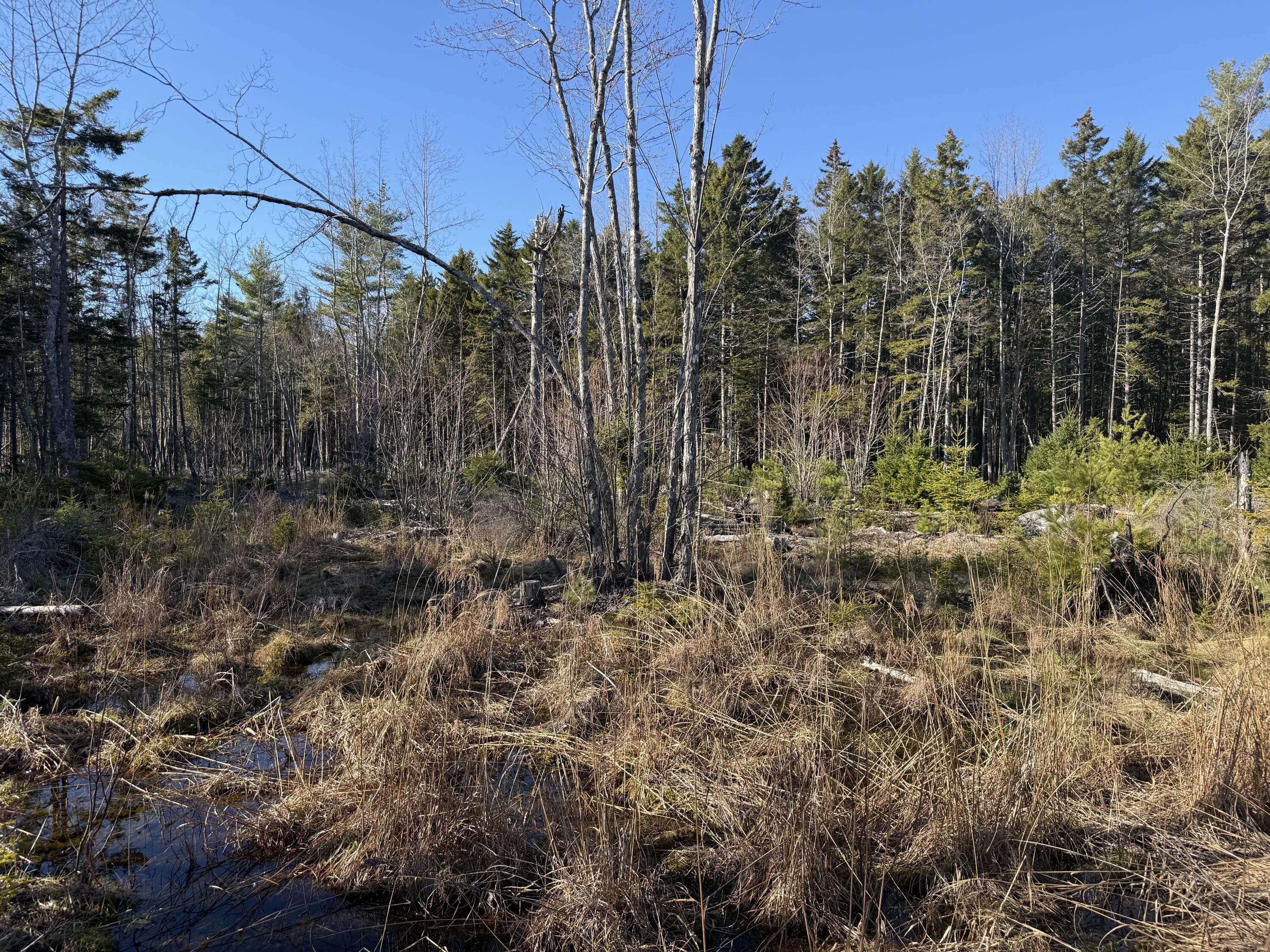 26-22-a Morgan Bay Road Surry, ME 04684 - Photo 2 of 7 IMG_2118