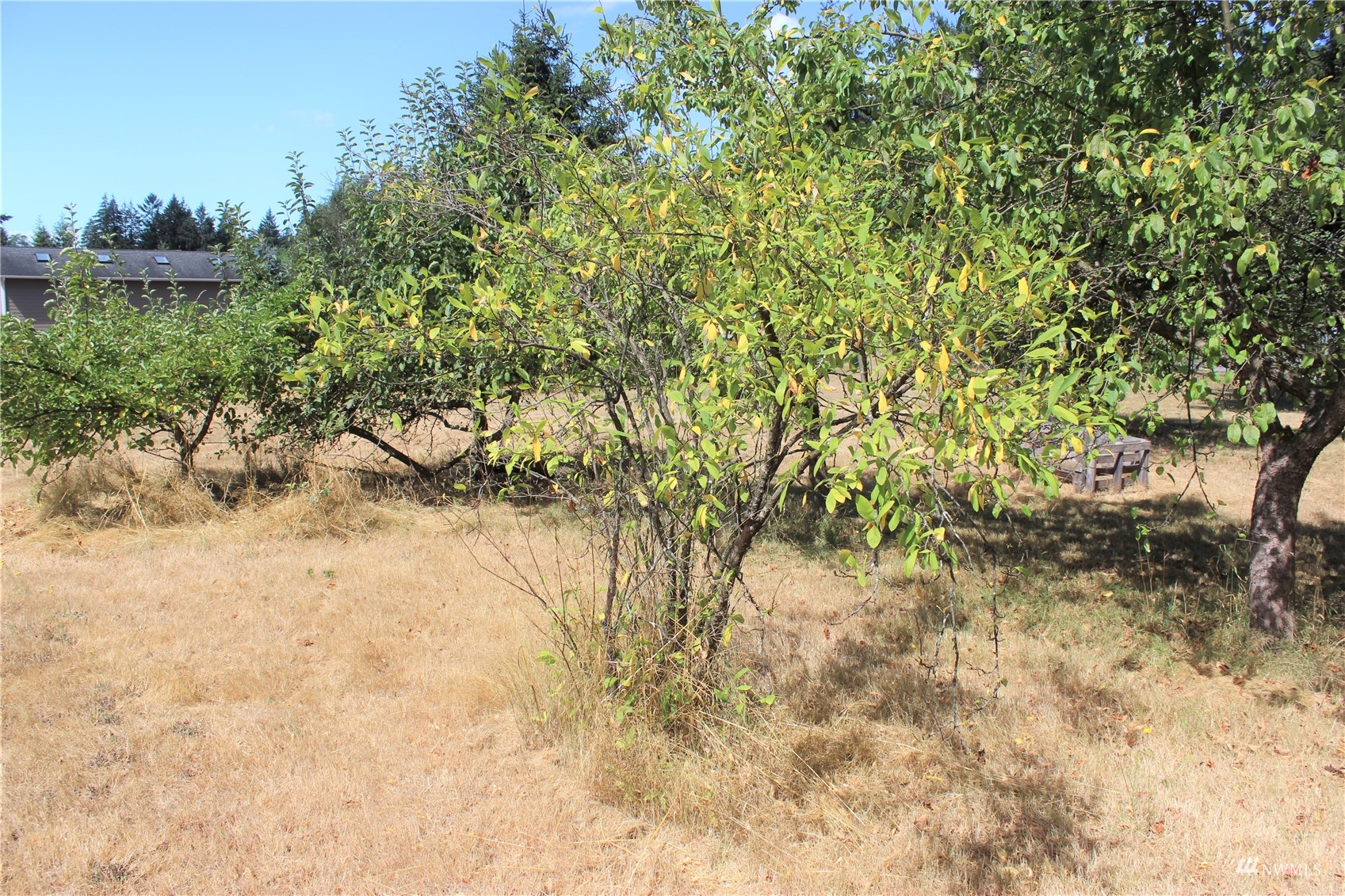 17739 Pendleton Street Southwest Rochester, WA 98579 - Photo 12 of 26 a view of a yard with plants and trees