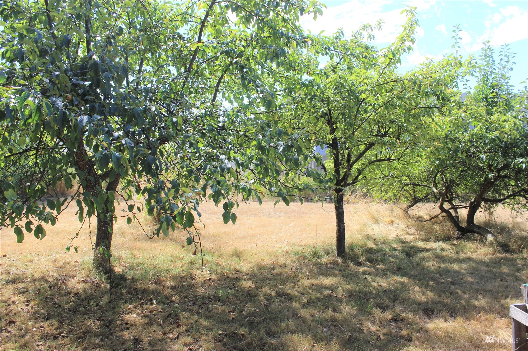 17739 Pendleton Street Southwest Rochester, WA 98579 - Photo 7 of 26 a view of trees with yard