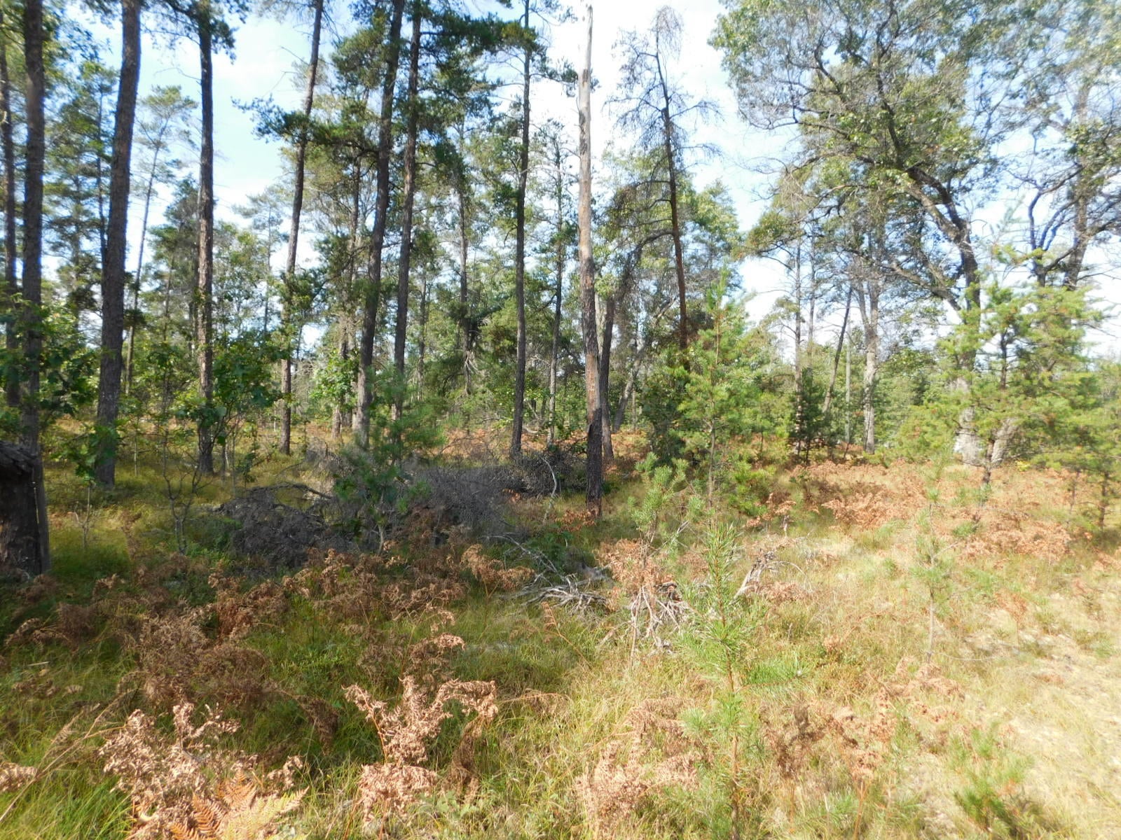 Simba Trail Grayling, MI 49738 - Photo 10 of 11 Gallery Image 10