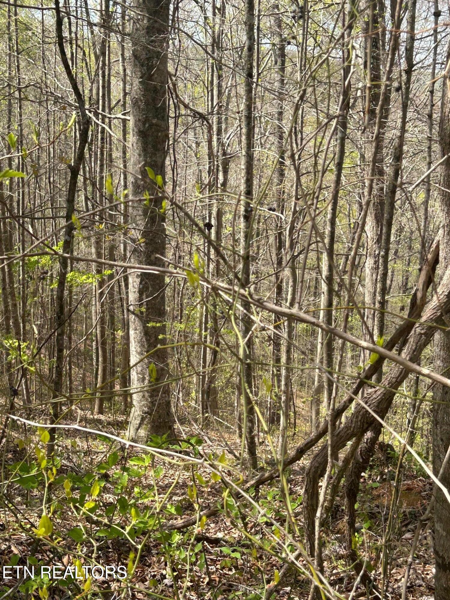 Lot 28 Jones Ridge Road Speedwell, TN 37870 - Photo 4 of 5 IMG_1667