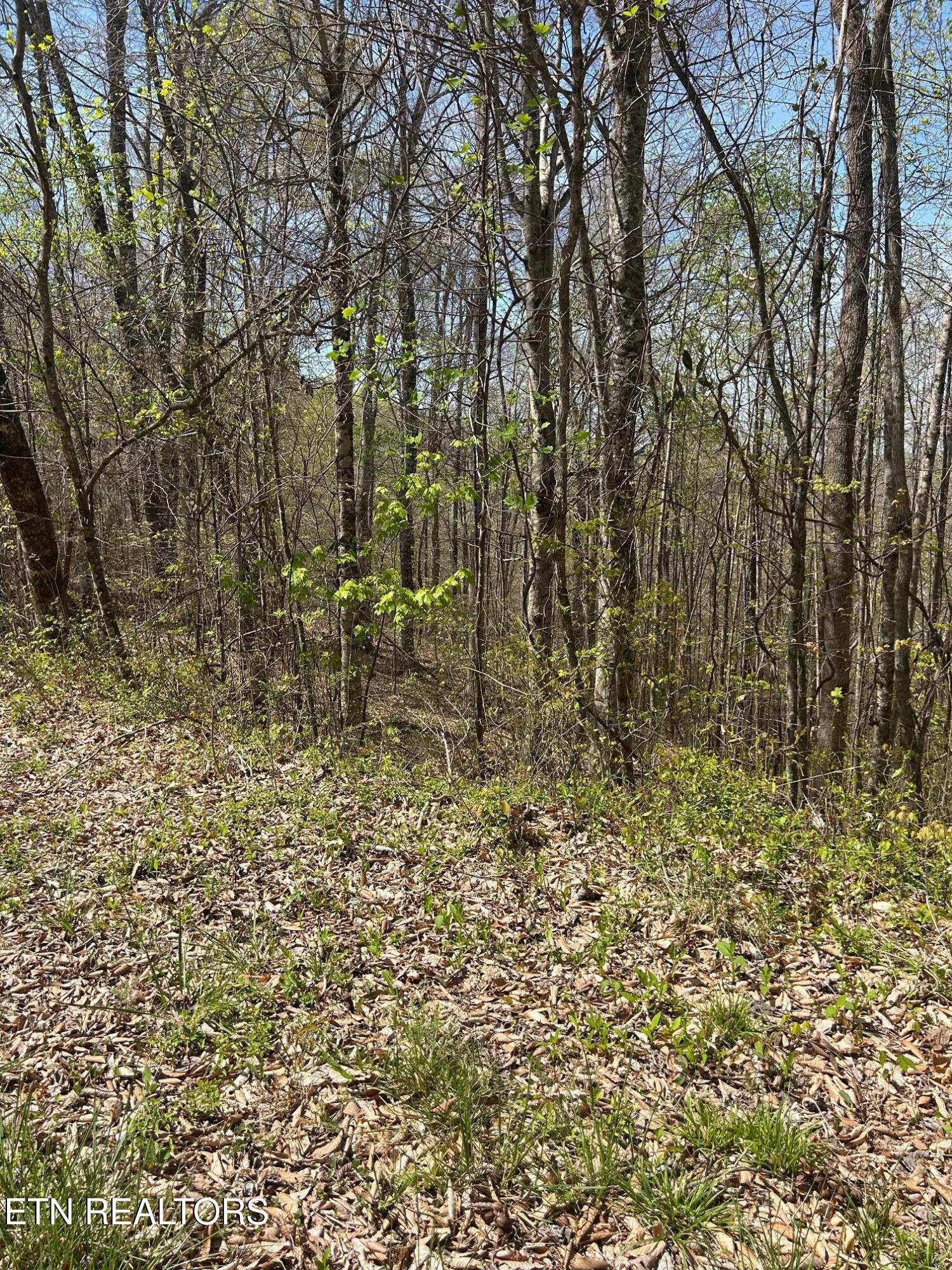 Lot 28 Jones Ridge Road Speedwell, TN 37870 - Photo 5 of 5 IMG_1668
