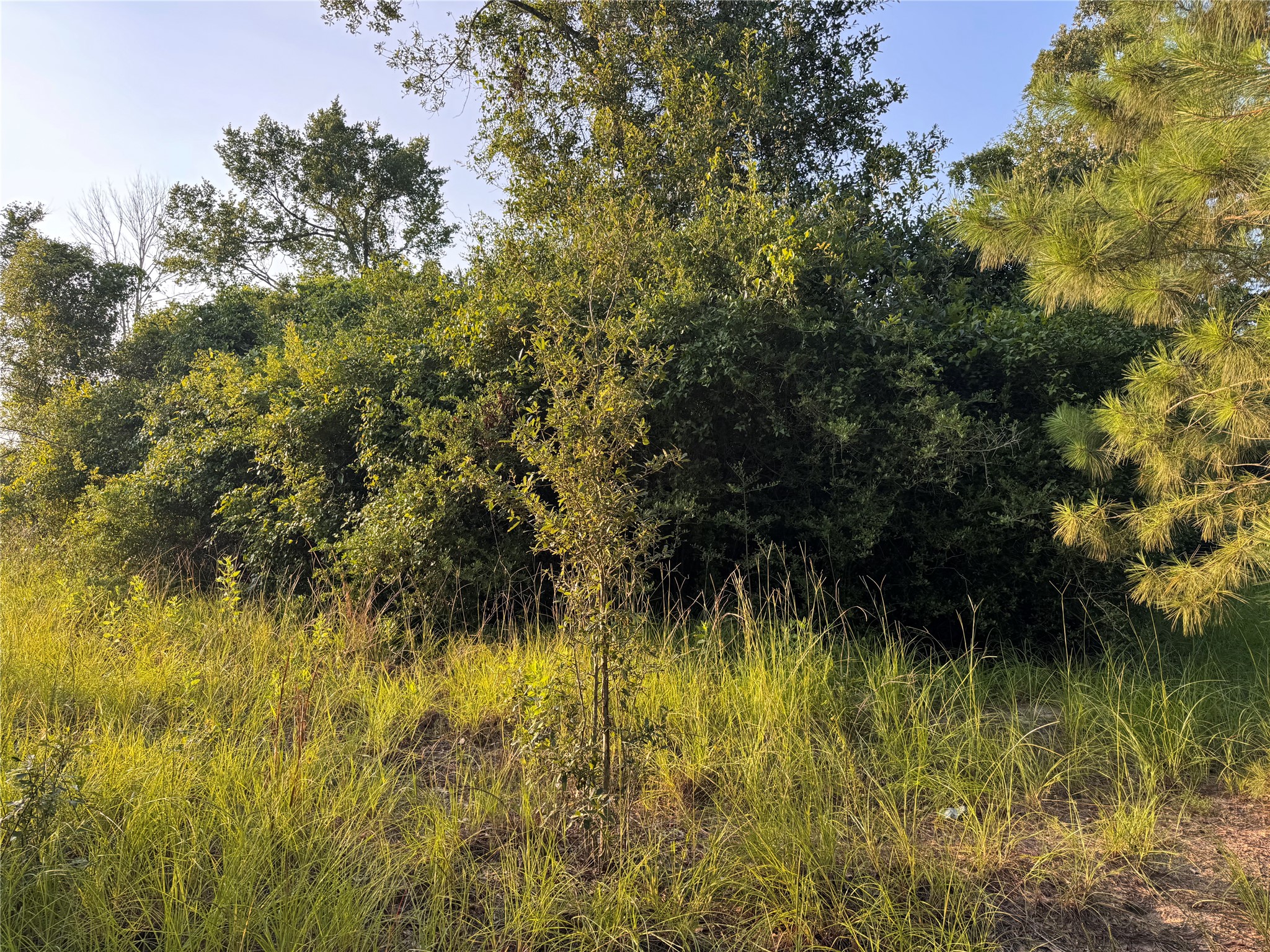 21269 Bracewell Road Bedias, TX 77831 - Photo 14 of 23