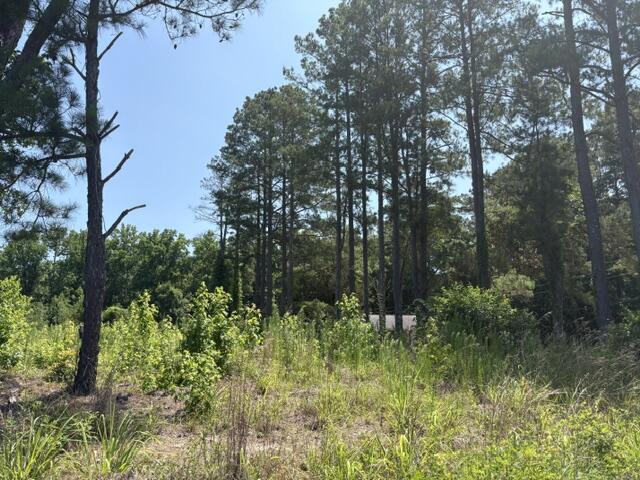 Tbd Boston Wells Road Alcolu, SC 29001 - Photo 5 of 6