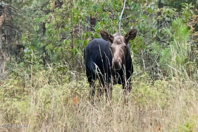 $2,899,900 | 1238 North Reynolds Road, Coeur D'Alene, ID 83814