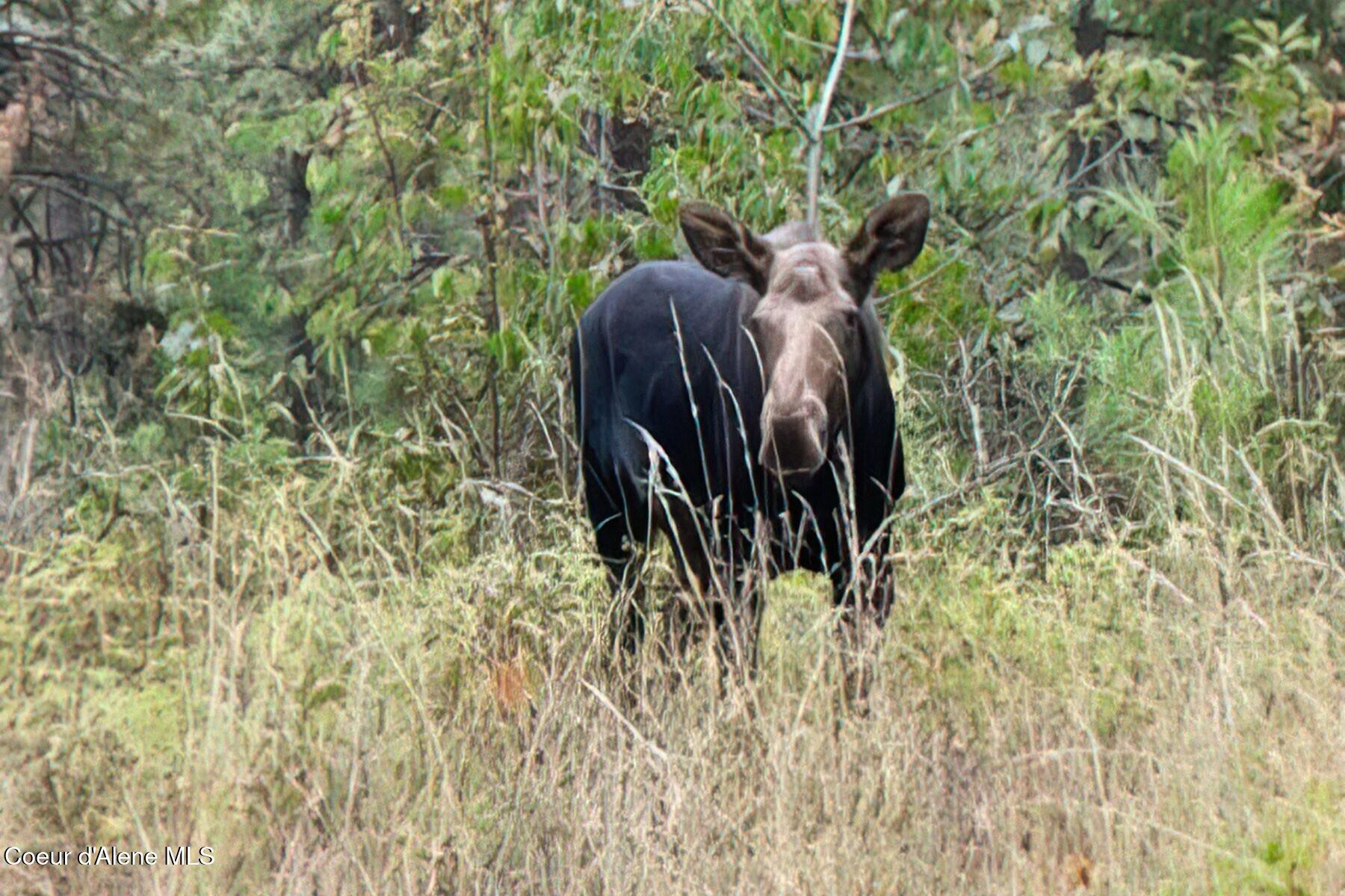 1238 North Reynolds Road Coeur D'Alene, ID 83814 - Photo 20 of 62 One of the neighbors