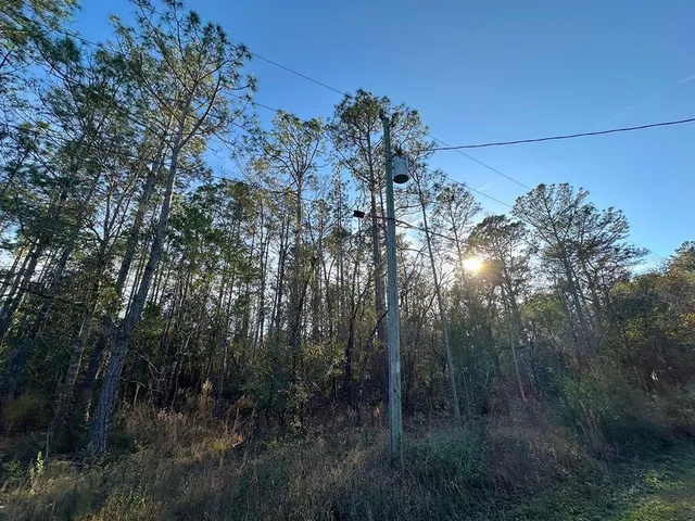 a view of a forest filled with trees