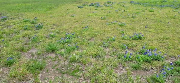 a view of a big yard with plants and large trees