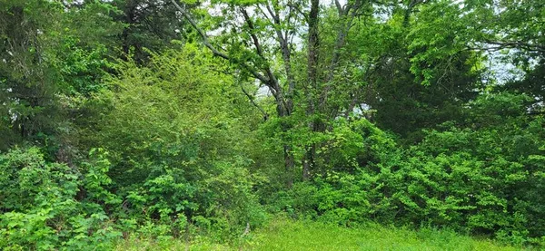 a view of a lush green forest