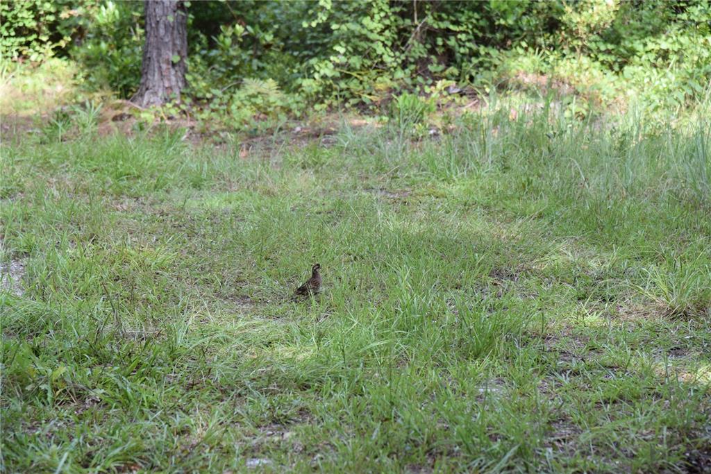 375 Buck Springs Road Palatka, FL 32177 - Photo 38 of 78 Gallery Image 38