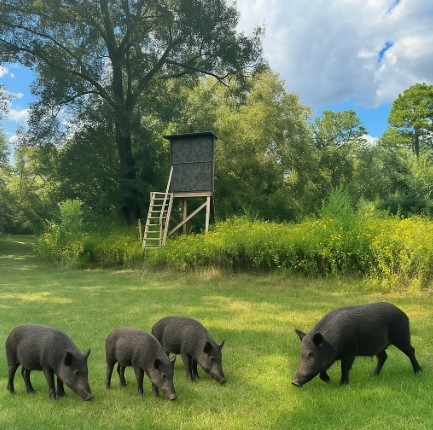 24030 Hegar Road Hockley, TX 77447 - Photo 32 of 40 This rendering captures another authentic feature of the property—the presence of wild hogs that frequent the land. Known for the area, these hogs add to the true Texas ranch feel and highlight the property’s natural habitat and abundant wildlife. It’s a reminder that this acreage offers not just space and beauty, but also the full country living experience.
