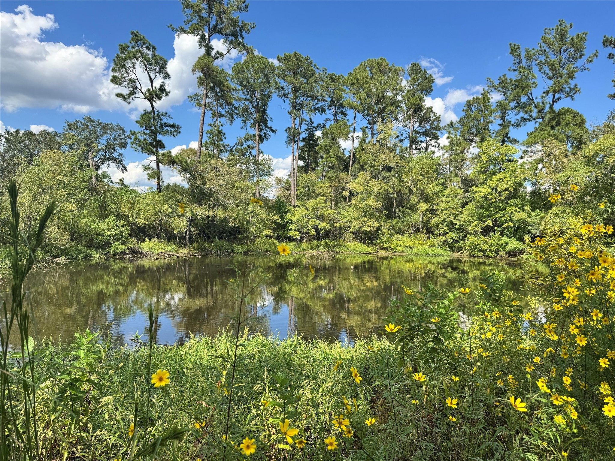 24030 Hegar Road Hockley, TX 77447 - Photo 33 of 40 The pond is surrounded by towering trees and thriving wildlife, creating a truly picturesque setting. Whether you’re watching deer and ducks gather nearby or simply enjoying the peaceful reflection of the oaks on the water, it’s an amazing scene that perfectly captures the beauty of country living.