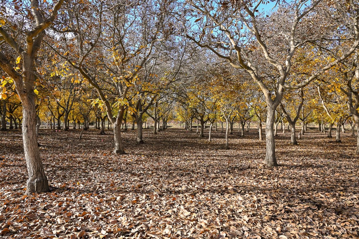 3385 Hecker Pass Road Gilroy, CA 95020 - Photo 10 of 18 a backyard of a house with lots of green space