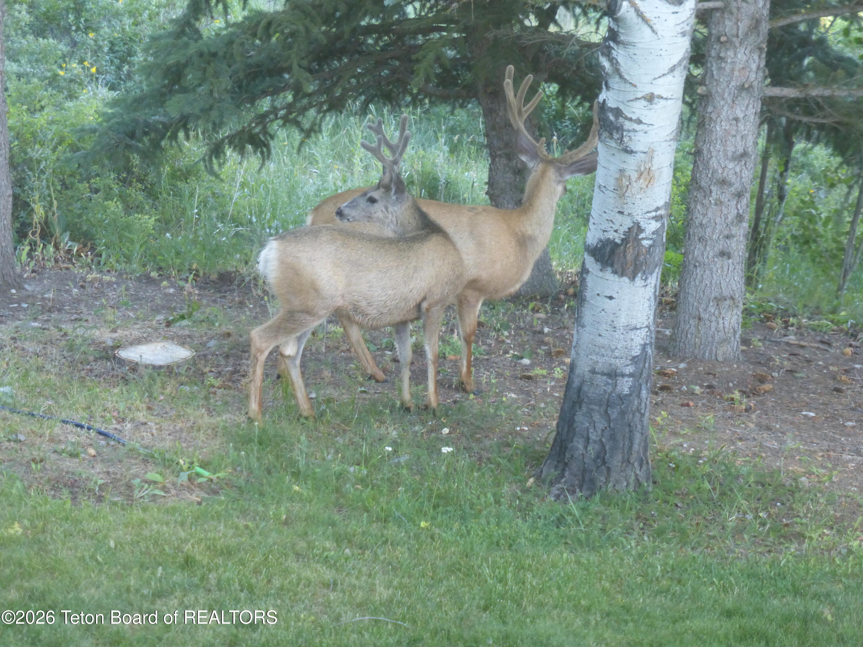 575 North Bar Y Road Jackson, WY 83001 - Photo 48 of 49 Two Elk in Velvet in backyard