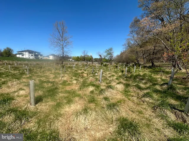 a view of a yard with trees