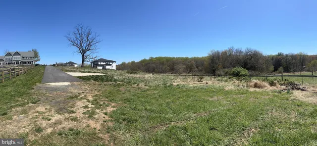 a view of a forest with a tree