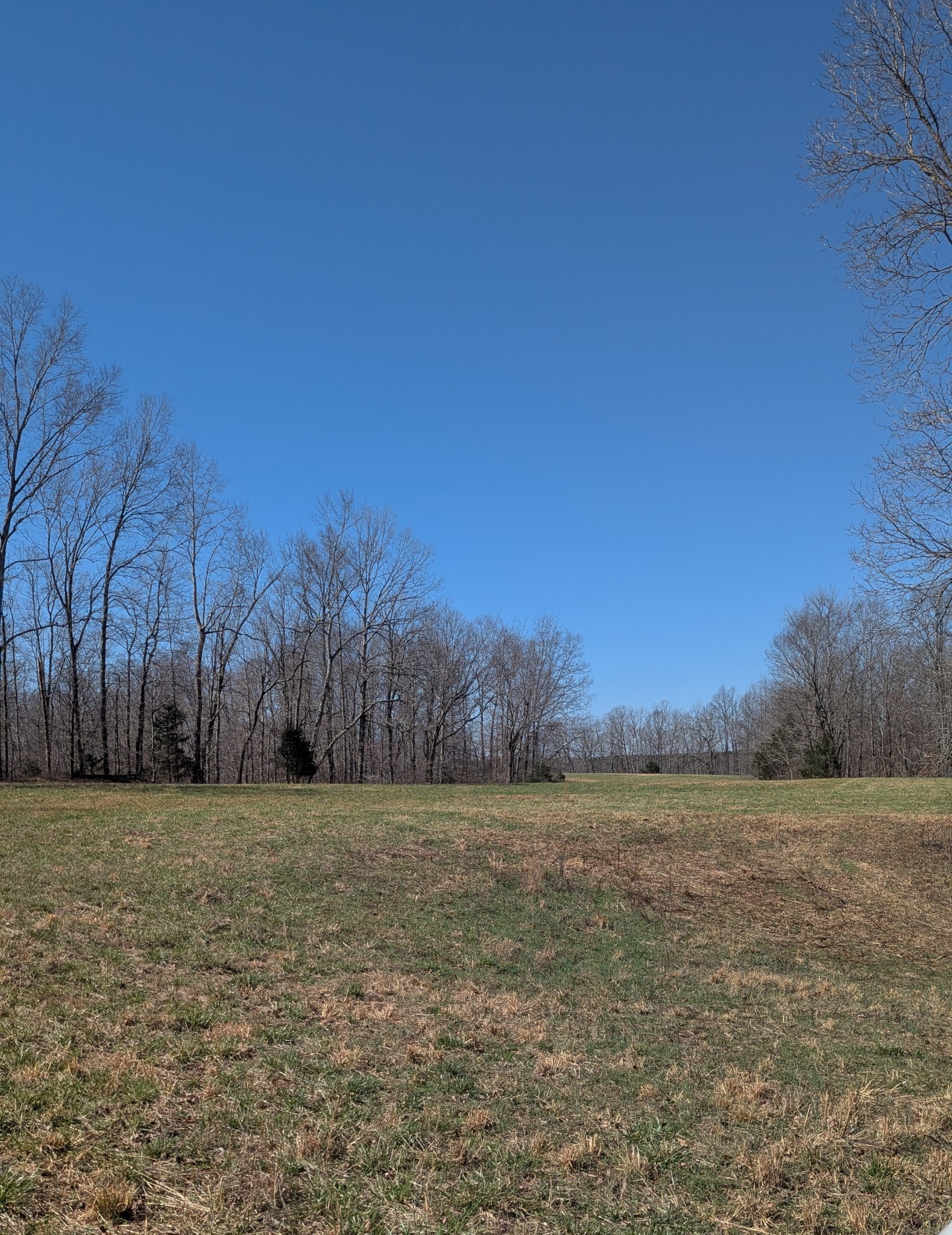 0 Factory Creek Road Waynesboro, TN 38485 - Photo 14 of 49 a view of a yard with trees in background