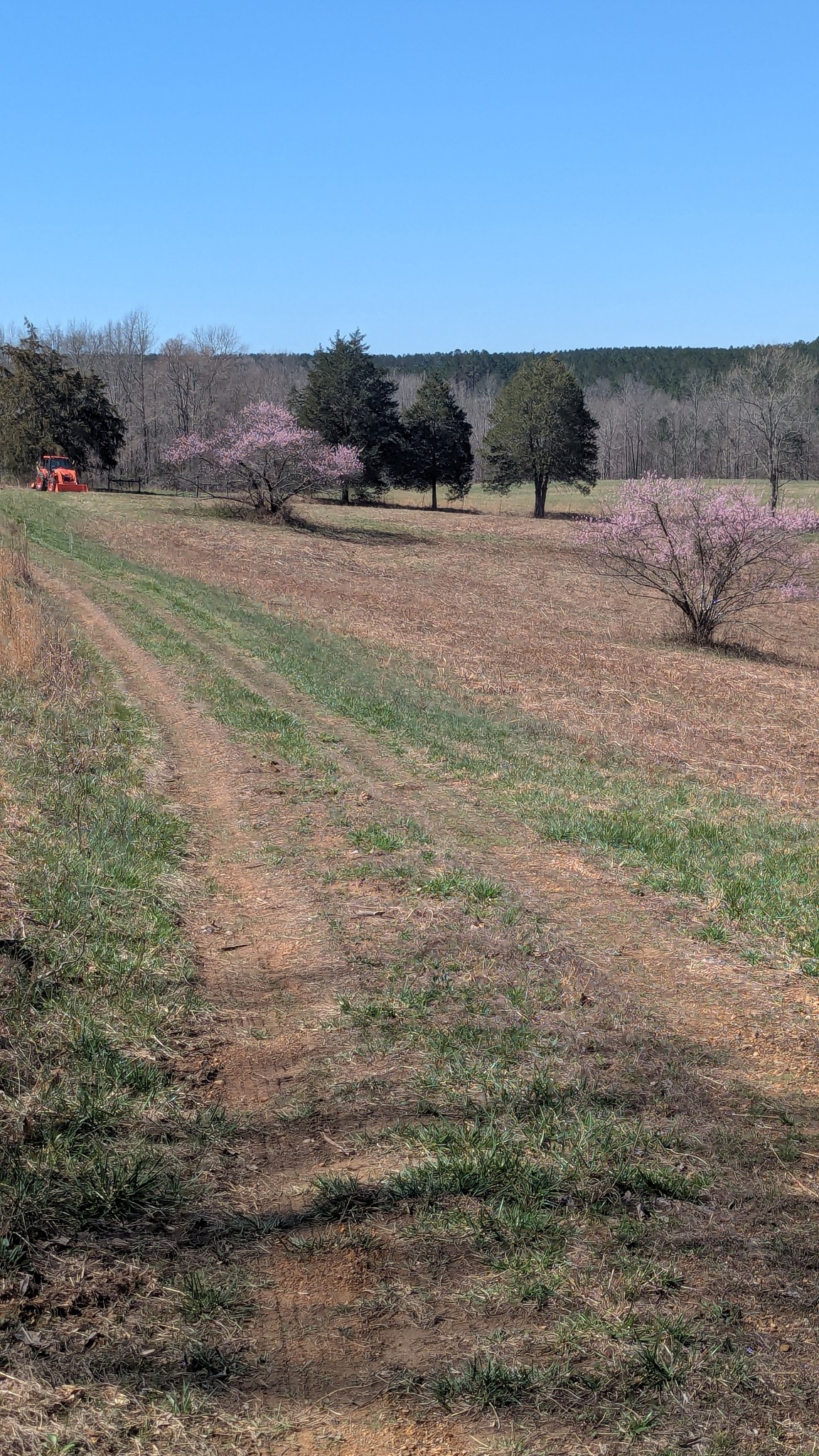 0 Factory Creek Road Waynesboro, TN 38485 - Photo 24 of 49 a view of a dry yard with trees