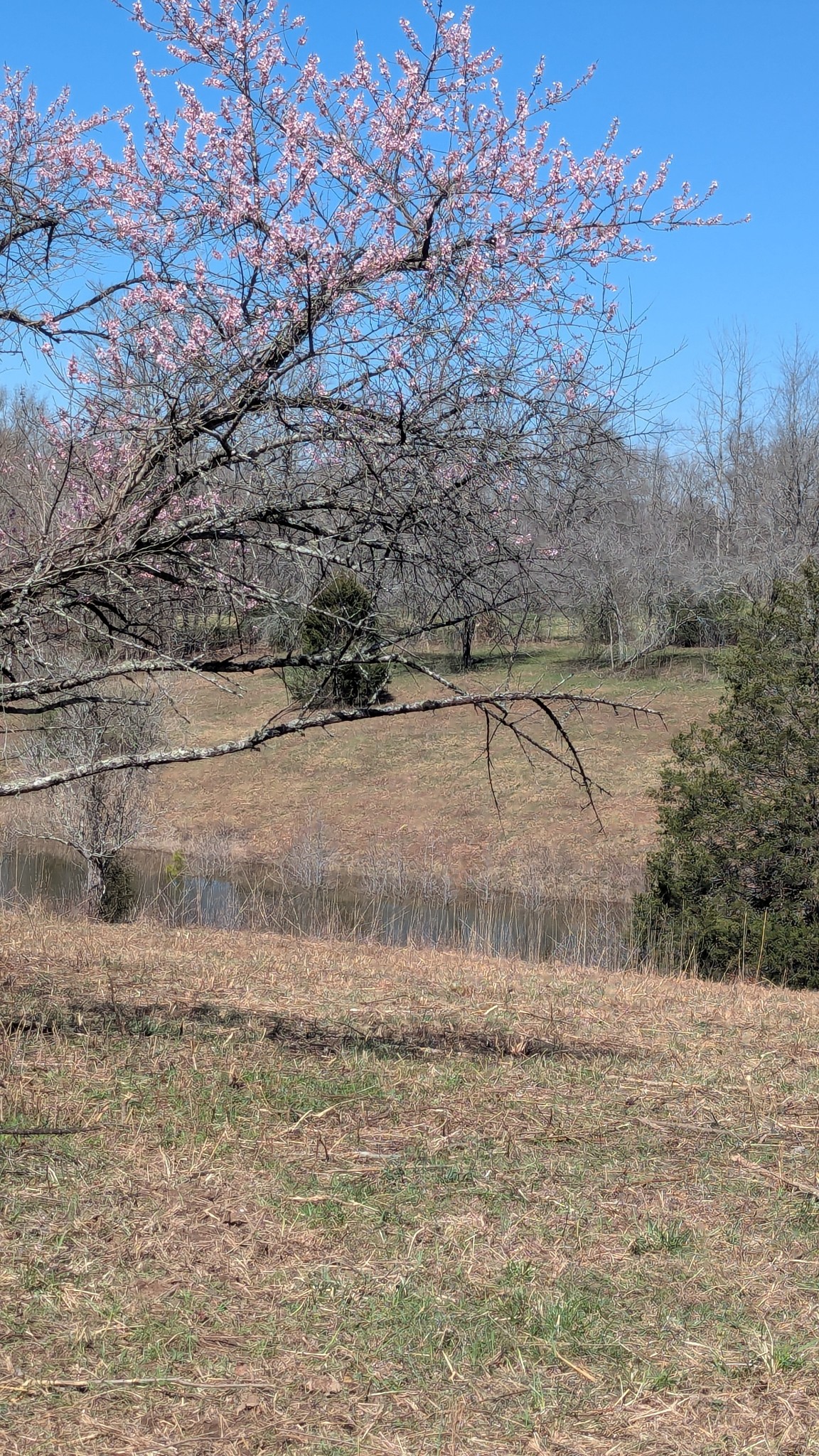 0 Factory Creek Road Waynesboro, TN 38485 - Photo 26 of 49 a view of a yard