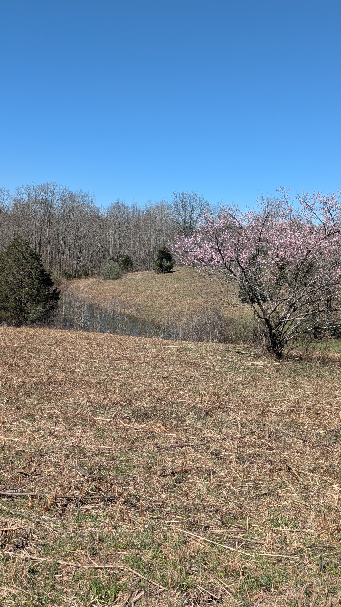 0 Factory Creek Road Waynesboro, TN 38485 - Photo 27 of 49 a view of dirt field with mountain in the background