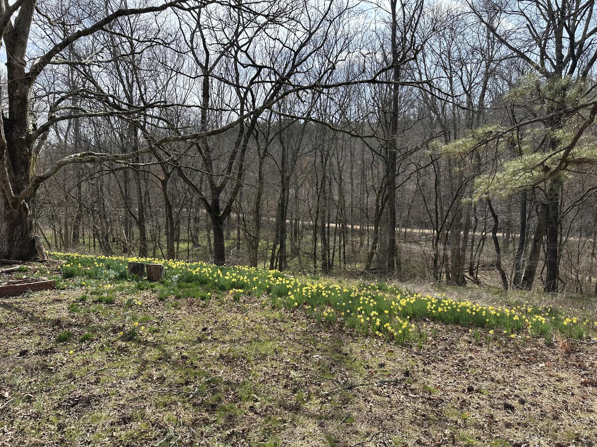 0 Factory Creek Road Waynesboro, TN 38485 - Photo 5 of 49 a backyard of a house with lots of plants and tree