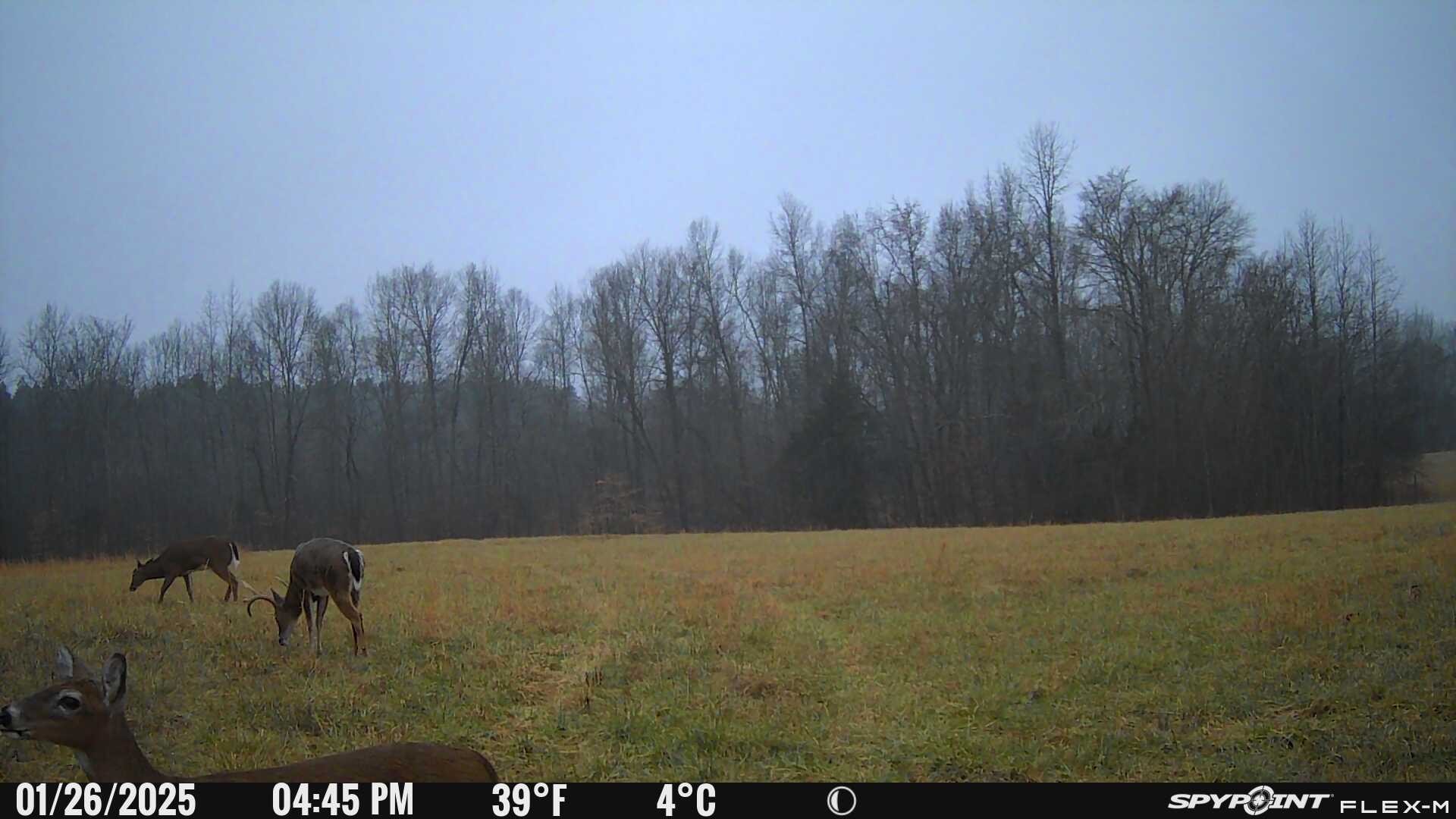 0 Factory Creek Road Waynesboro, TN 38485 - Photo 9 of 49 a view of a yard