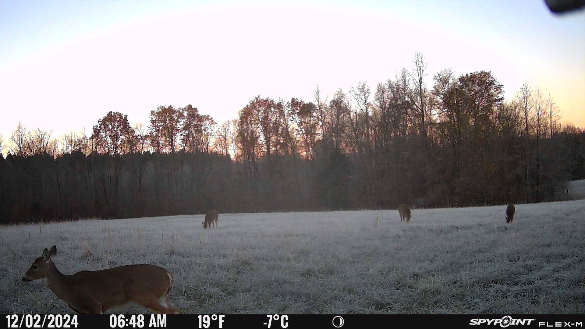 0 Factory Creek Road Waynesboro, TN 38485 - Photo 10 of 49 a view of outdoor space with trees