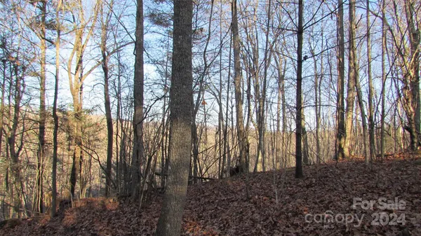 a view of forest