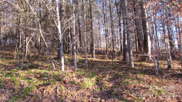 a view of a tree in front of a house with a tree