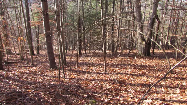 a view of lots of trees