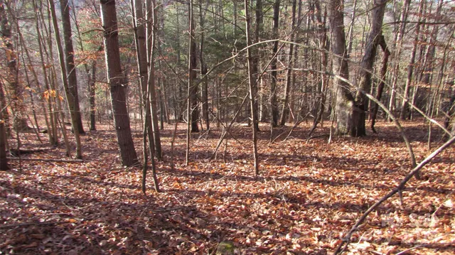 a view of lots of trees