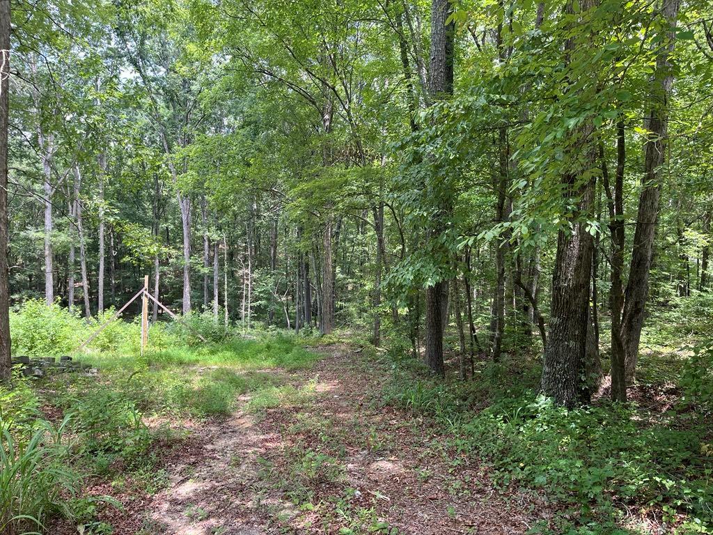 0 Buttrum Road Adairsville, GA 30103 - Photo 11 of 17 a view of a lush green forest