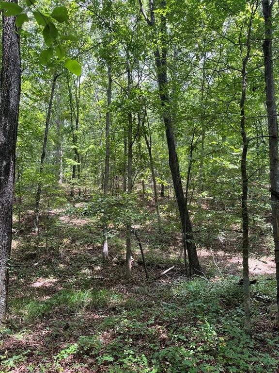 0 Buttrum Road Adairsville, GA 30103 - Photo 16 of 17 a view of a forest with trees