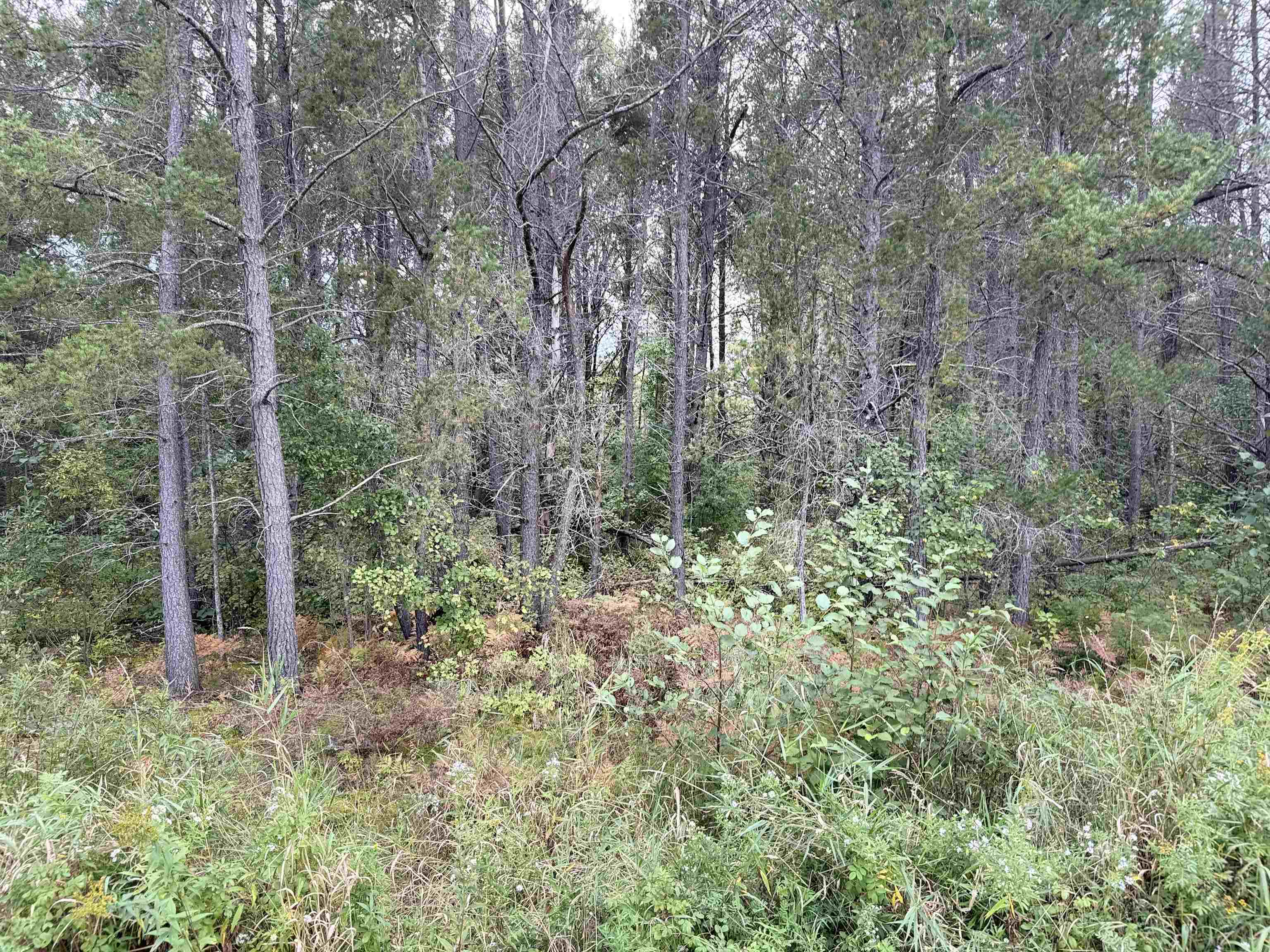 View of tree filled area