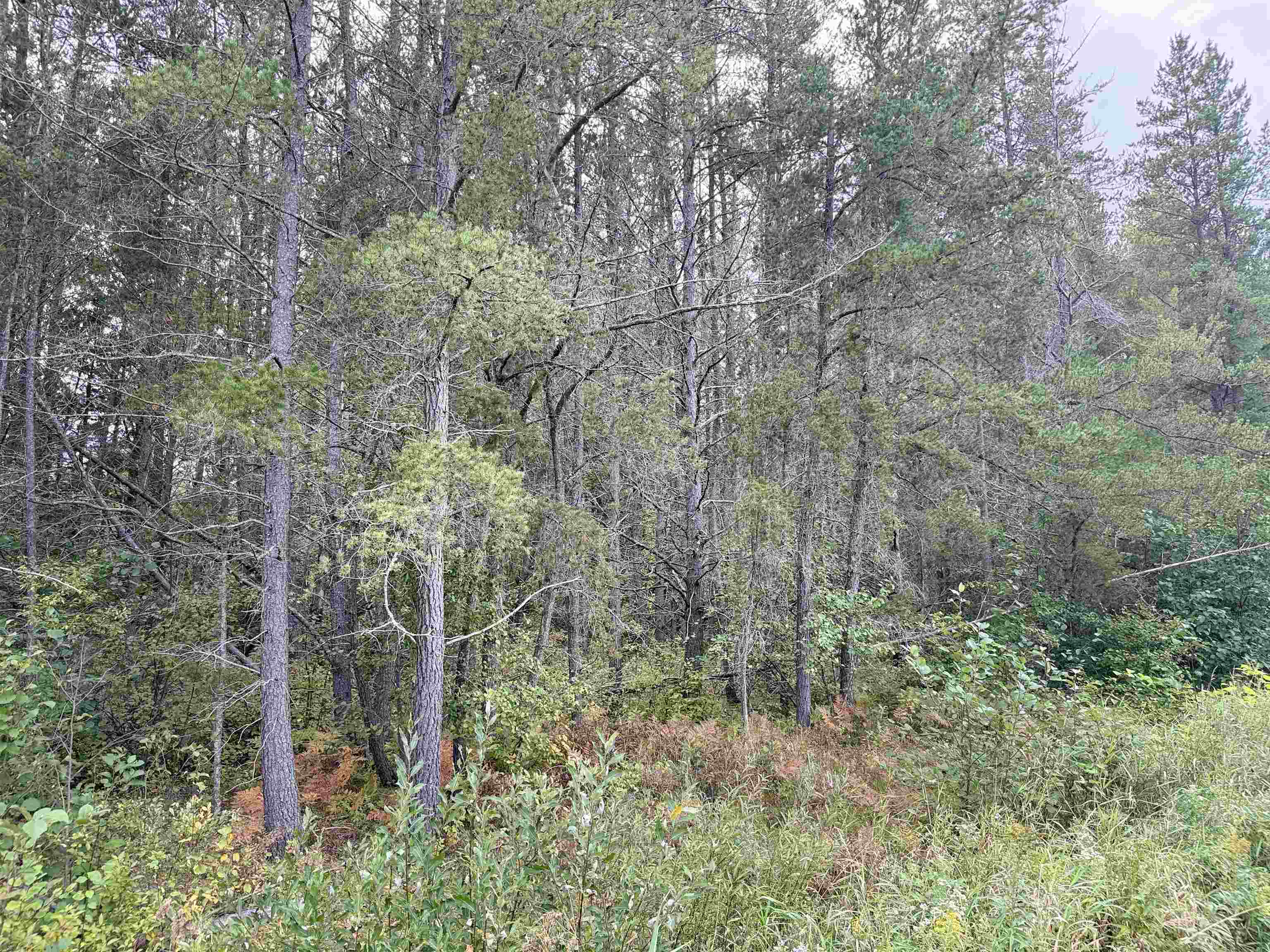 0 Old Odanah Road Ashland, WI 54806 - Photo 4 of 8 View of tree filled area