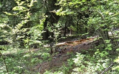 0 Vanes Lake Road Newport, WA 99156 - Photo 2 of 10