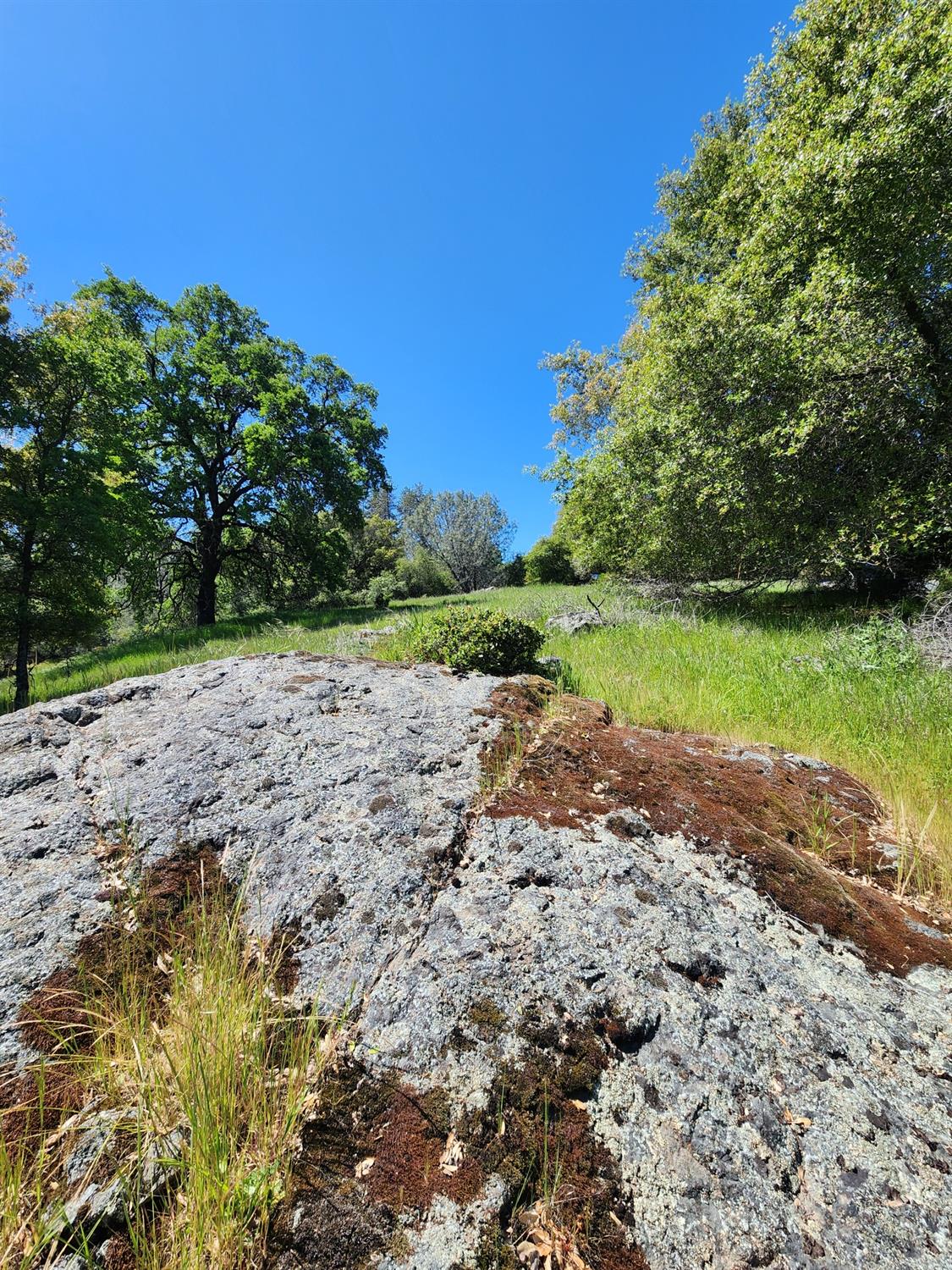 a view of a yard with plants and trees