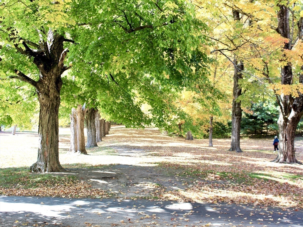 33 Pine Arden Drive West Boylston, MA 01583 - Photo 30 of 32 a view of a yard with plants and trees