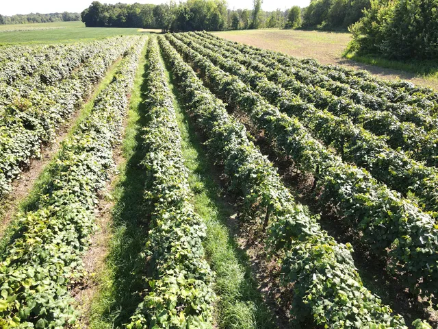 $169,900 | V/l East Hinchman Road, Berrien Springs, MI 49103