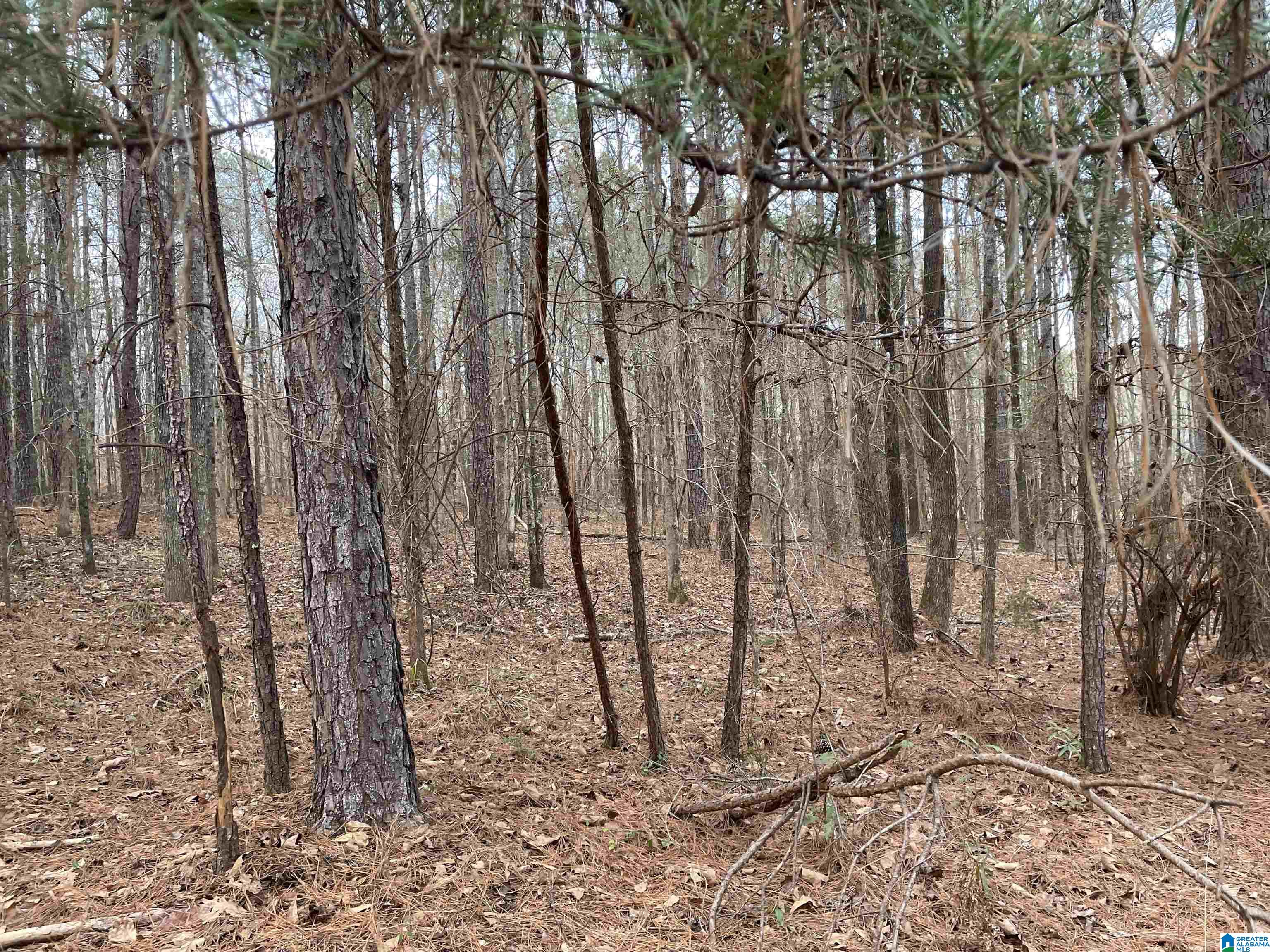7-acres On Scott Road Montevallo, AL 35115 - Photo 21 of 24
