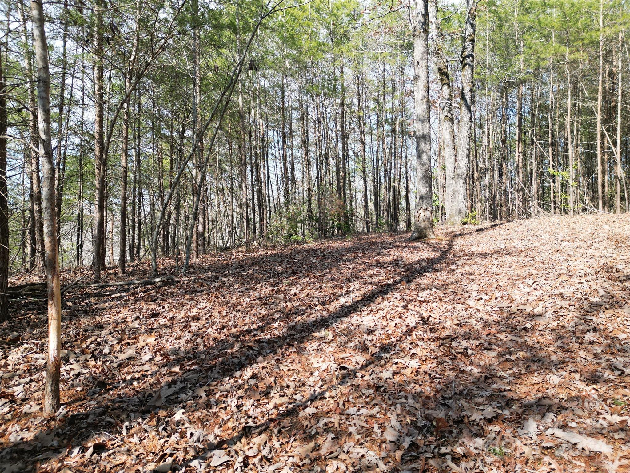 Tbd Grassy Island Road Ellerbe, NC 28338 - Photo 27 of 38 a view of dirt yard with a large tree