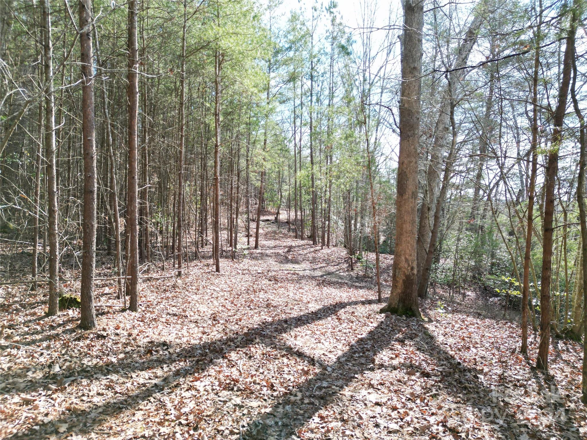 Tbd Grassy Island Road Ellerbe, NC 28338 - Photo 28 of 38 a view of a forest with trees in the background