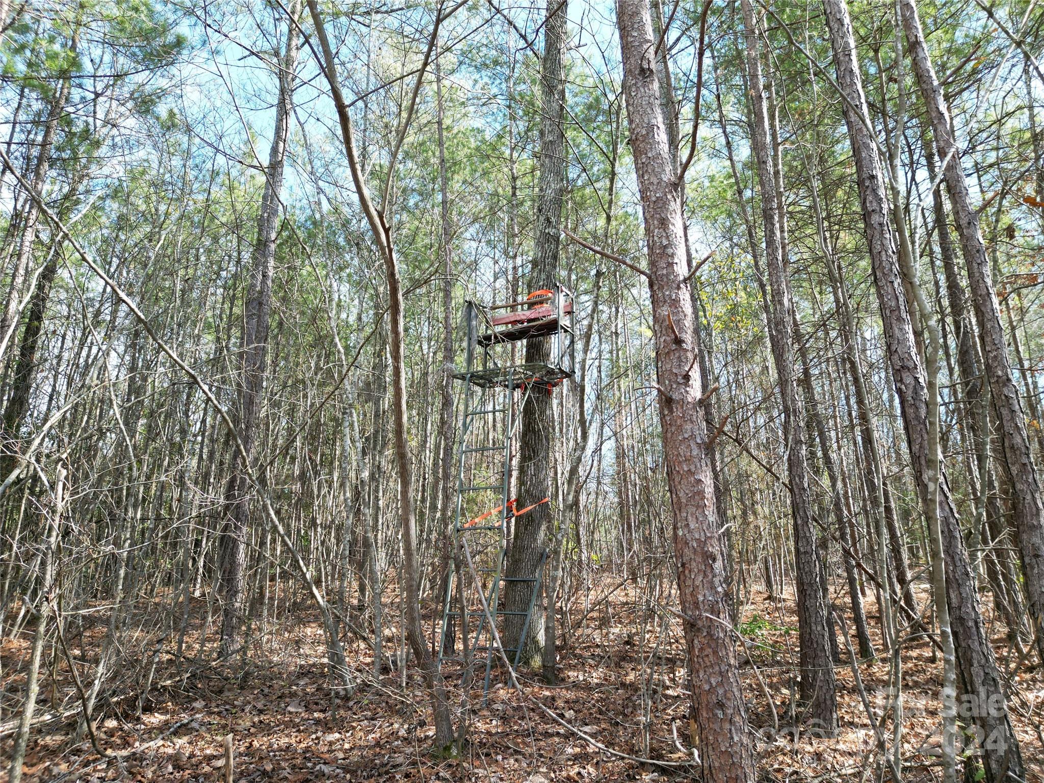 Tbd Grassy Island Road Ellerbe, NC 28338 - Photo 29 of 38 a backyard of a house with lots of trees
