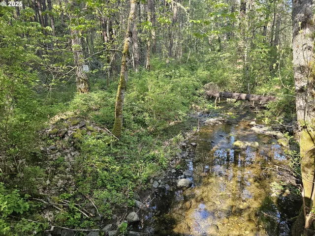 a view of a forest that has a tree