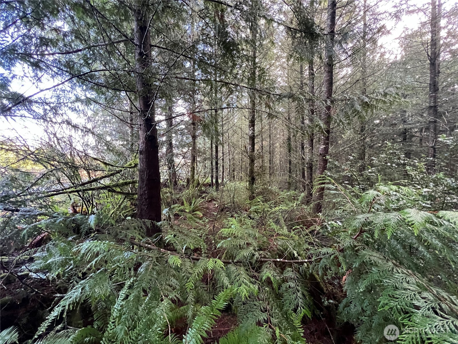 1-xxx Snow Creek Road Quilcene, WA 98376 - Photo 4 of 11 a view of a forest with trees